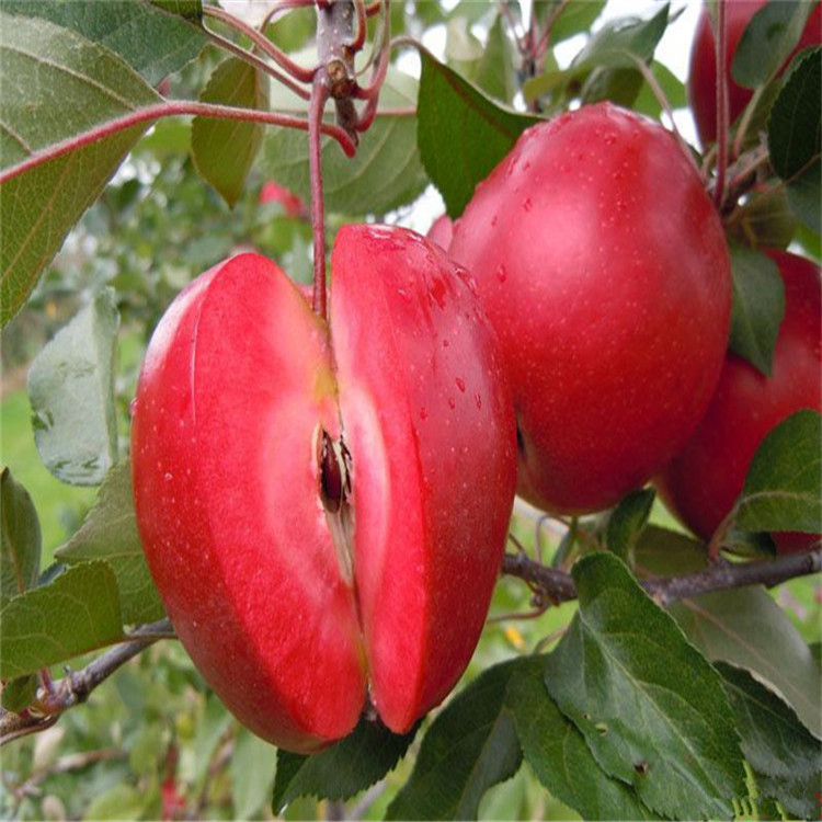 基地瑞雪苹果树苗、瑞雪苹果树小苗一亩地种多少棵