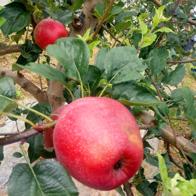 1米以上维纳斯苹果树苗、维纳斯苹果树小苗种植技术