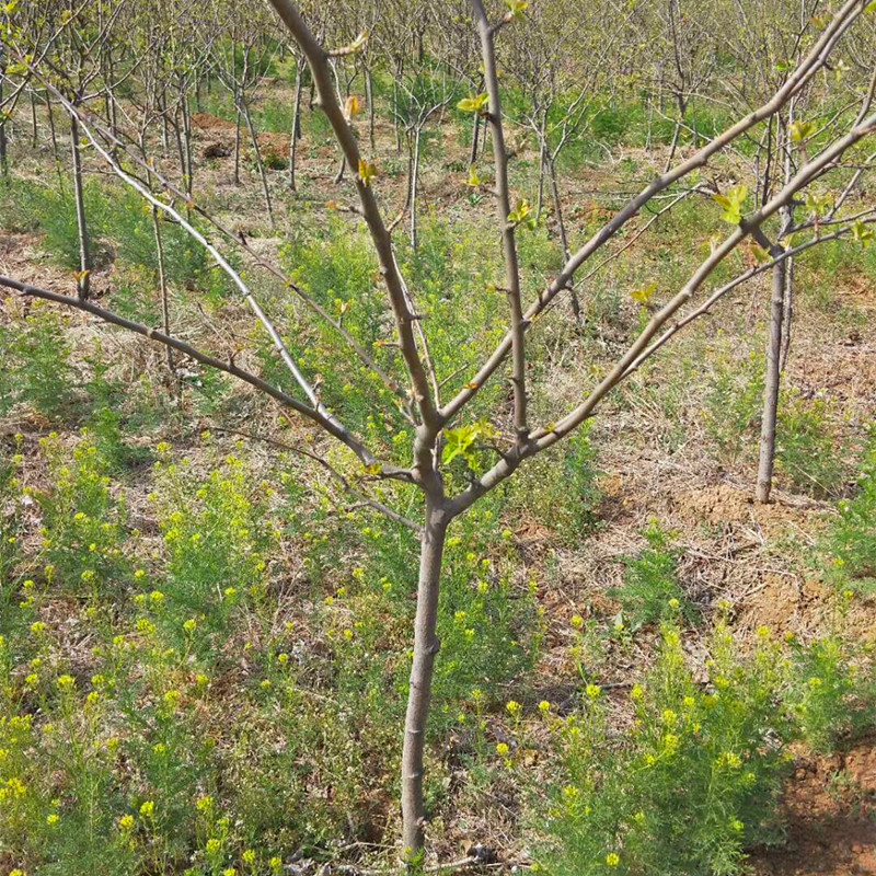 直径1公分黑苹果树苗黑苹果树小苗格