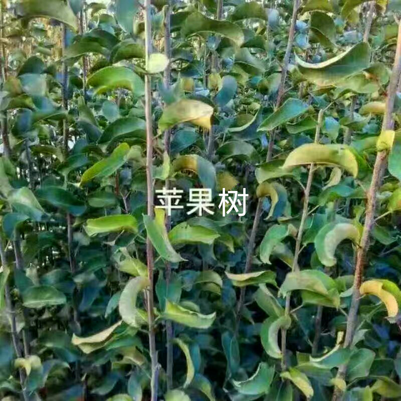 一公分粗华硕苹果树苗、华硕苹果树小苗一亩地种多少棵