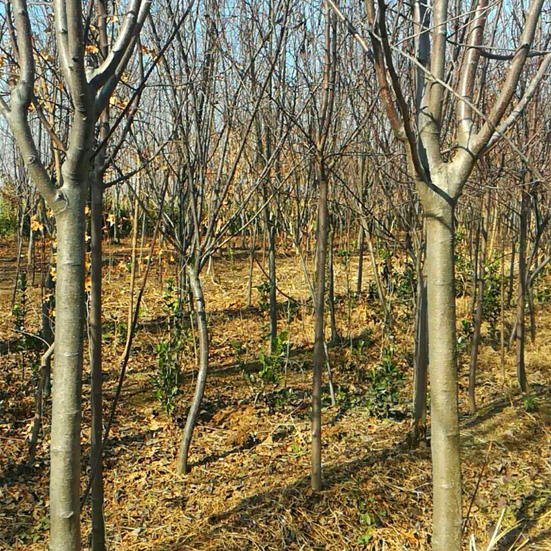 一米以上鲁丽苹果树苗、鲁丽苹果树小苗种植技术