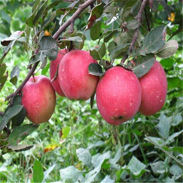 3公分粗蜜脆苹果树苗、蜜脆苹果树小苗单价