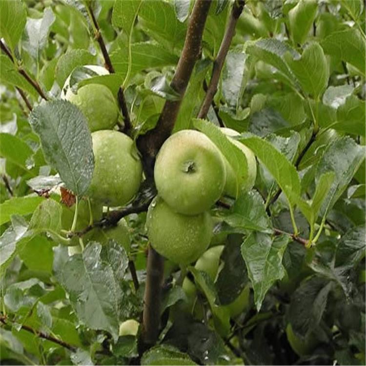 直径3公分瑞阳苹果树苗、瑞阳苹果树苗几月份采摘