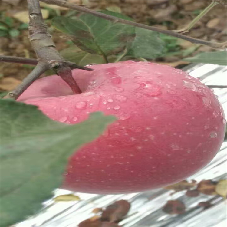 3公分粗蜜脆苹果树苗、蜜脆苹果树小苗单价