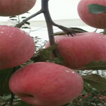 基地瑞雪苹果树苗、瑞雪苹果树小苗一亩地种多少棵图片5