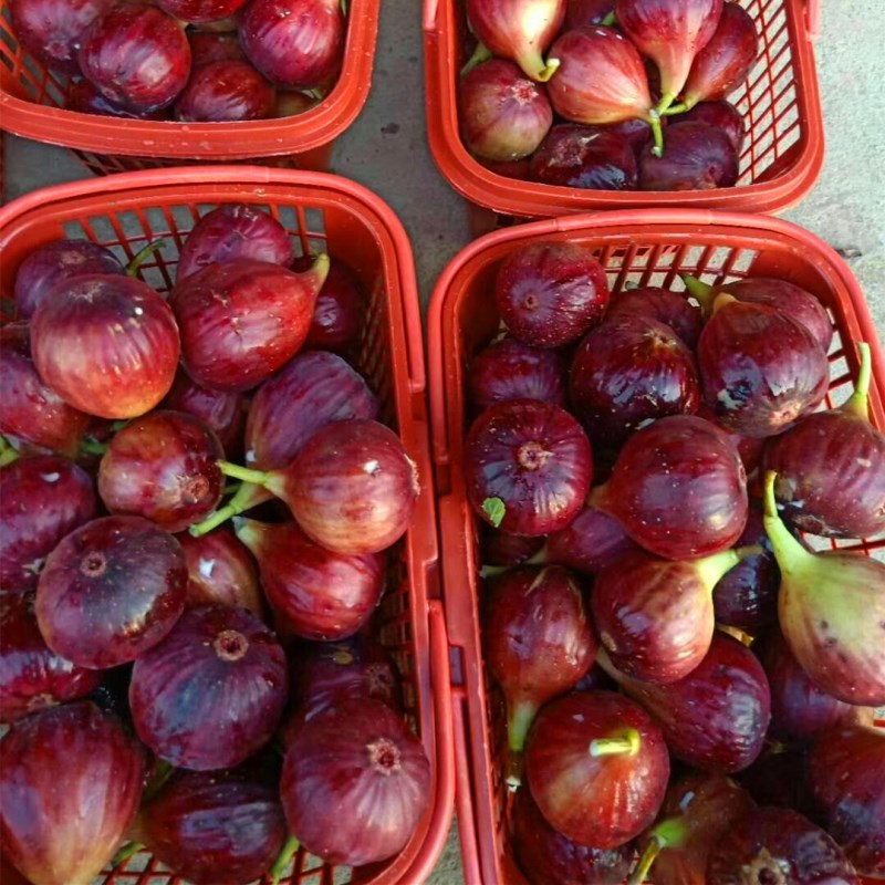港口兩年生芭勞奈無花果苗現(xiàn)貨充足