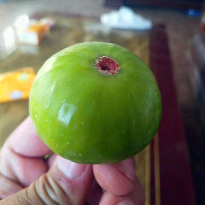 江陰兩年生金傲芬無花果樹苗批發(fā)價格