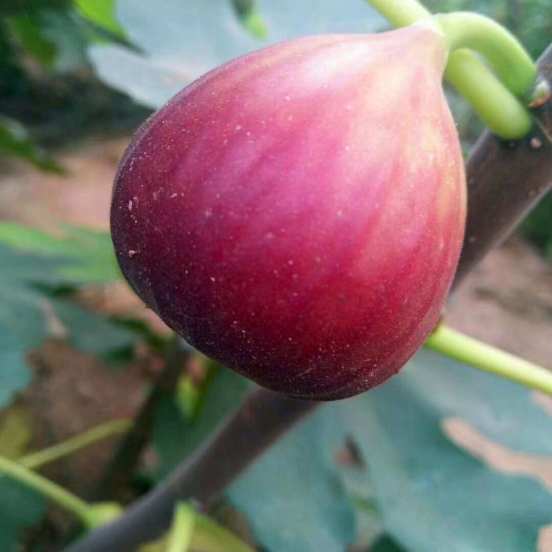 港口兩年生芭勞奈無花果苗現(xiàn)貨充足
