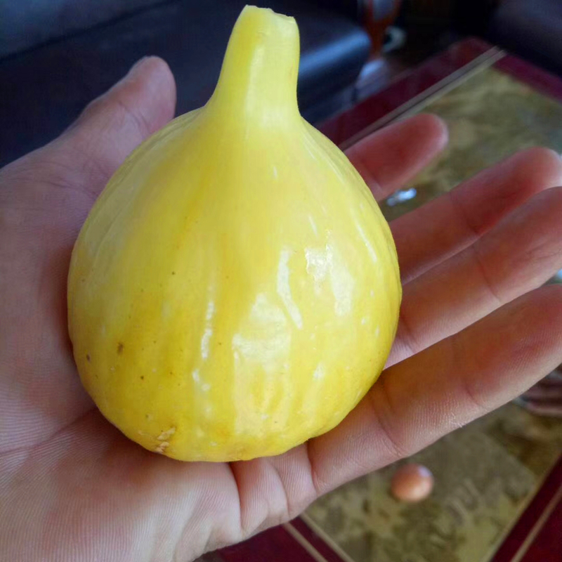 港口兩年生芭勞奈無花果苗現(xiàn)貨充足