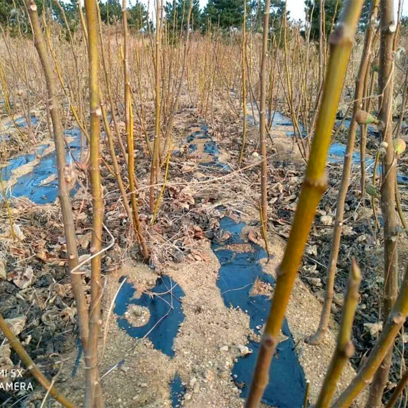 覃塘区基地大青皮无花果苗单价