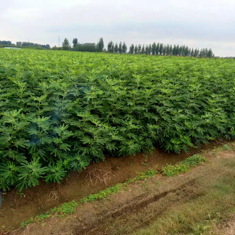 美蘭區(qū)1公分粗芭勞奈無花果苗聯(lián)系方式