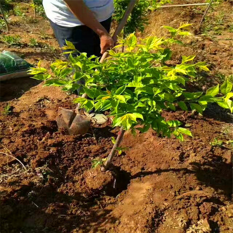 一米以上李子树苗 李子树小苗栽种季节