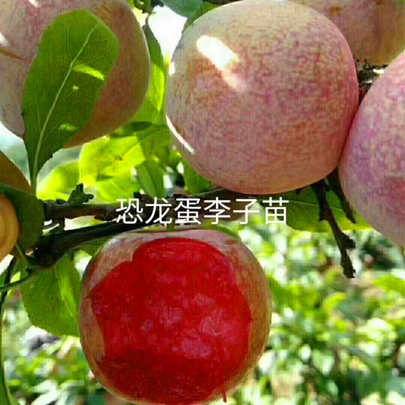 3公分粗李子樹(shù)苗 安哥諾李子樹(shù)小苗圖片展示