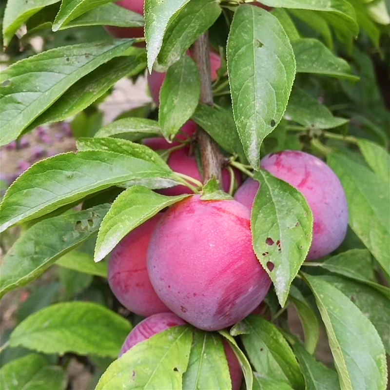 一米以上李子树苗 李子树小苗栽种季节