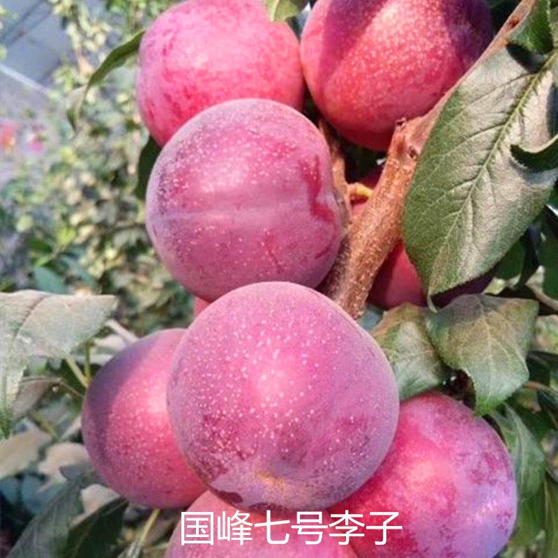 七號(hào)李子樹苗 七號(hào)李子樹小苗成熟期
