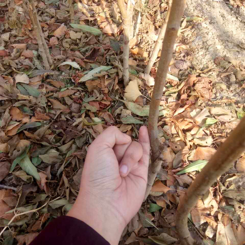 2公分粗清脆李子樹苗 蜂糖李子樹小苗技術
