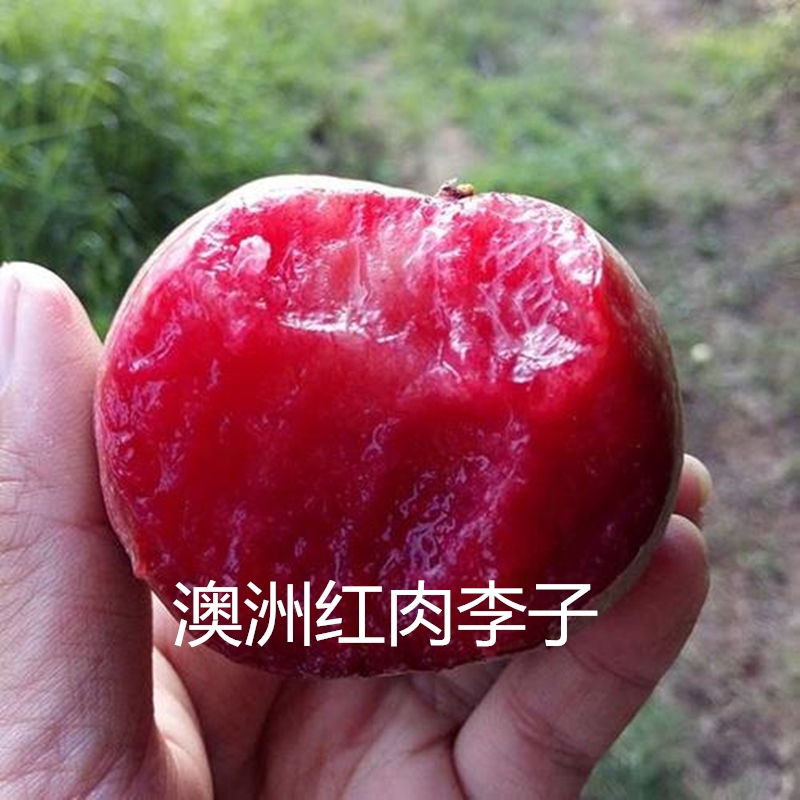 1米高秋姬李子樹(shù)苗 秋姬李子樹(shù)小苗品種介紹