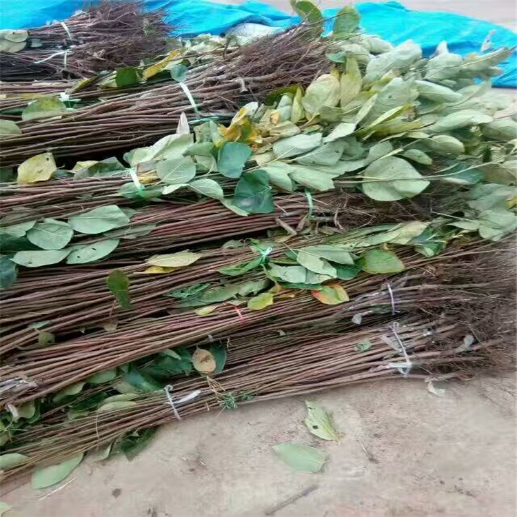 直徑1公分甜柿子苗 甜柿子樹苗種植數(shù)量