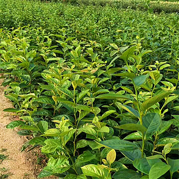 直徑1公分甜柿子苗 甜柿子樹苗種植數(shù)量