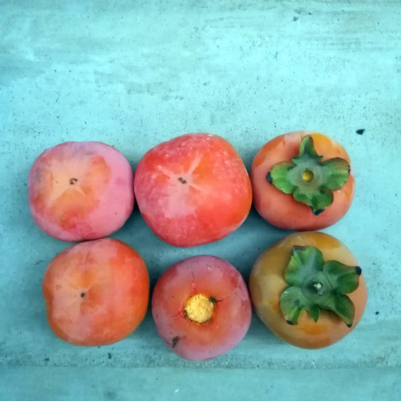 直径1公分大秋甜柿子苗 大秋甜柿子树苗结果苗价格