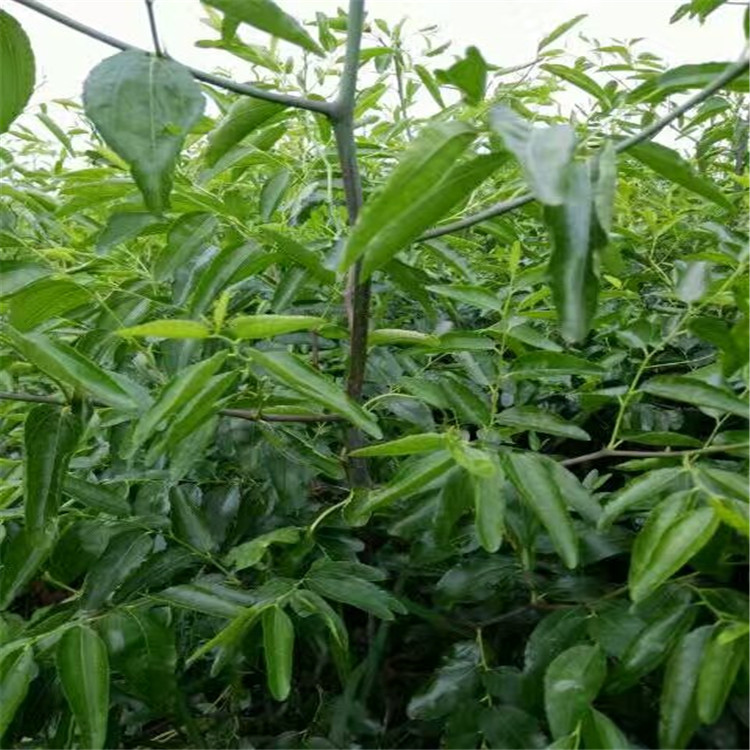 農(nóng)戶梨棗苗 梨棗樹(shù)苗栽植數(shù)量