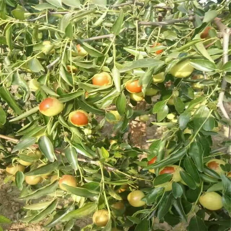 農(nóng)戶梨棗苗 梨棗樹(shù)苗栽植數(shù)量