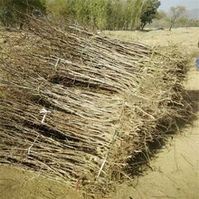 两公分粗红珍珠枣苗红珍珠枣树苗种植数量图片