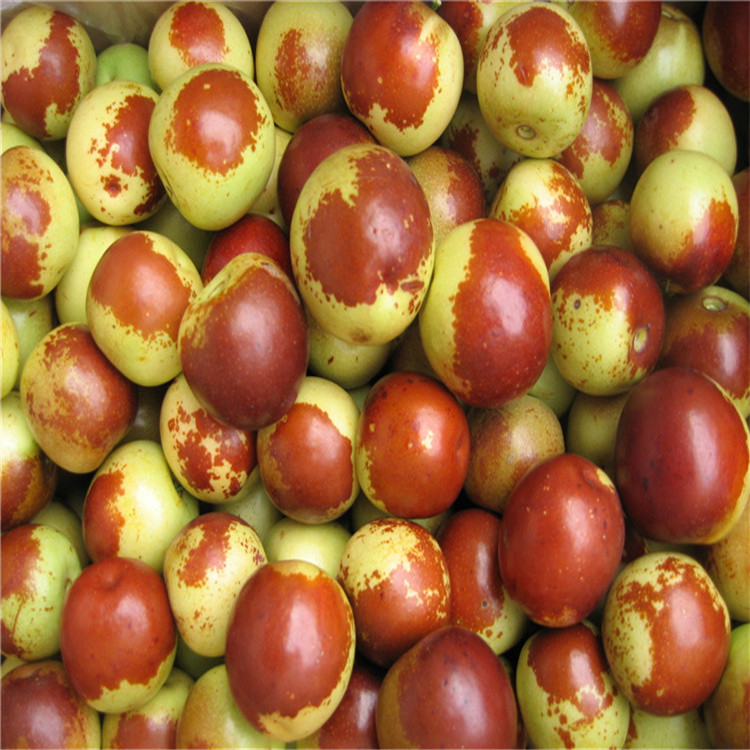 兩公分粗沾化冬棗苗 沾化冬棗樹苗生產(chǎn)基地