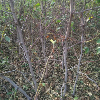 農(nóng)戶梨棗苗梨棗樹苗栽植數(shù)量