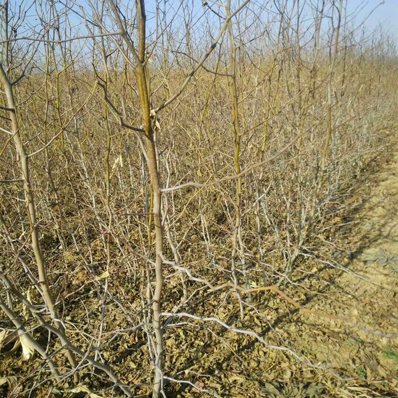 農(nóng)戶梨棗苗 梨棗樹(shù)苗栽植數(shù)量