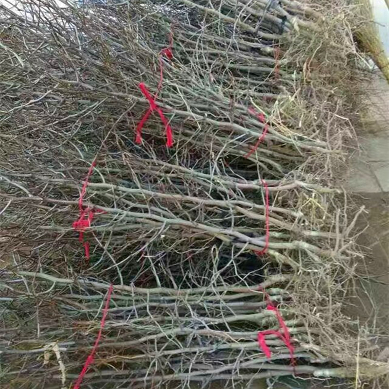 1米以上沾化冬棗苗 沾化冬棗樹苗售賣價(jià)格