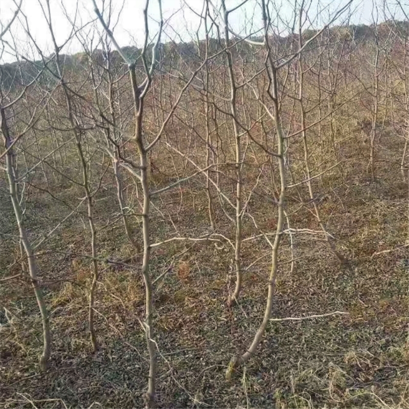 農(nóng)戶梨棗苗 梨棗樹(shù)苗栽植數(shù)量