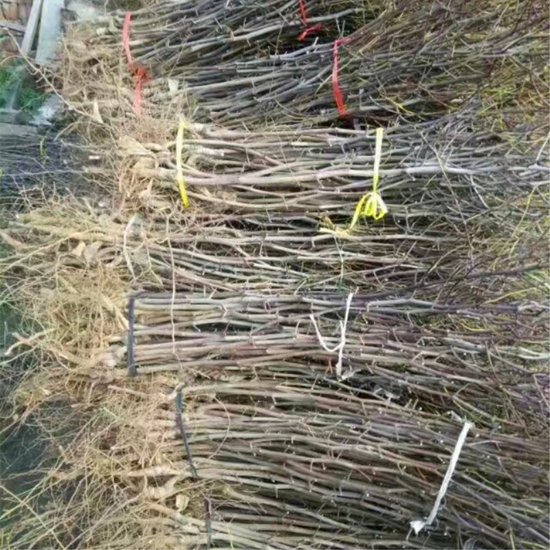 農(nóng)戶梨棗苗 梨棗樹(shù)苗栽植數(shù)量
