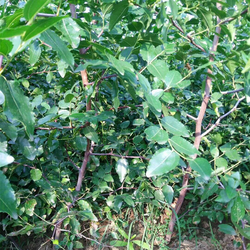 1米以上沾化冬棗苗 沾化冬棗樹苗售賣價(jià)格