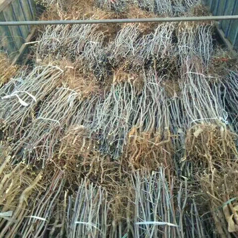 粗度2公分早金脆棗苗 早金脆棗樹苗