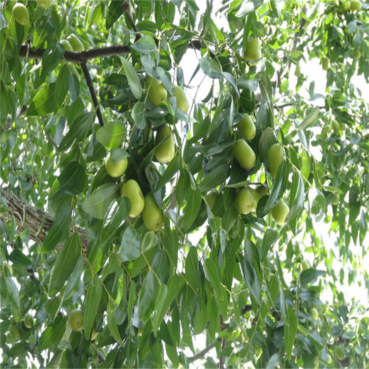 1米以上沾化冬棗苗 沾化冬棗樹苗售賣價(jià)格