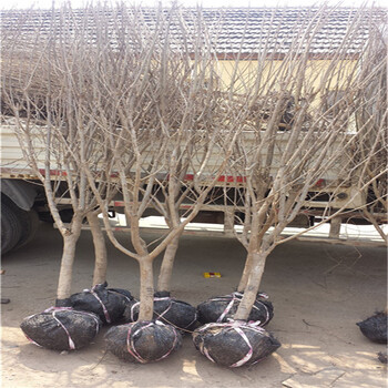 粗度3公分陽光玫瑰葡萄苗陽光玫瑰葡萄樹苗種植基地