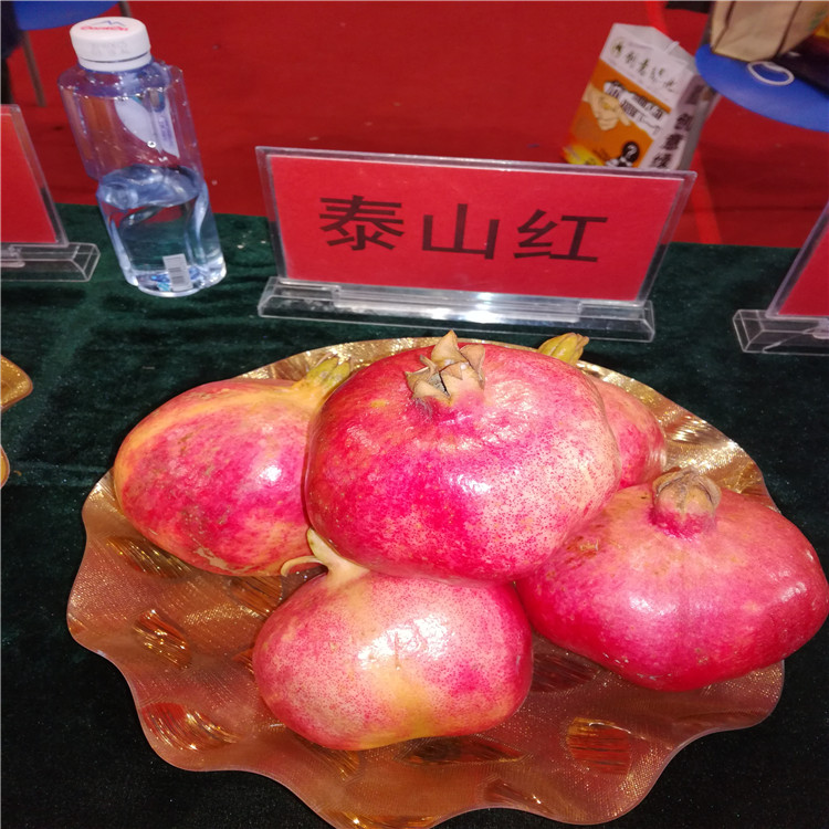 粗度3公分陽光玫瑰葡萄苗 陽光玫瑰葡萄樹苗種植基地