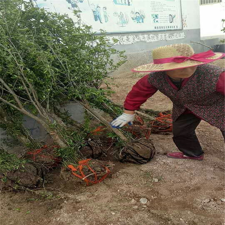 兩公分粗指葡萄苗 指葡萄樹(shù)苗生產(chǎn)基地