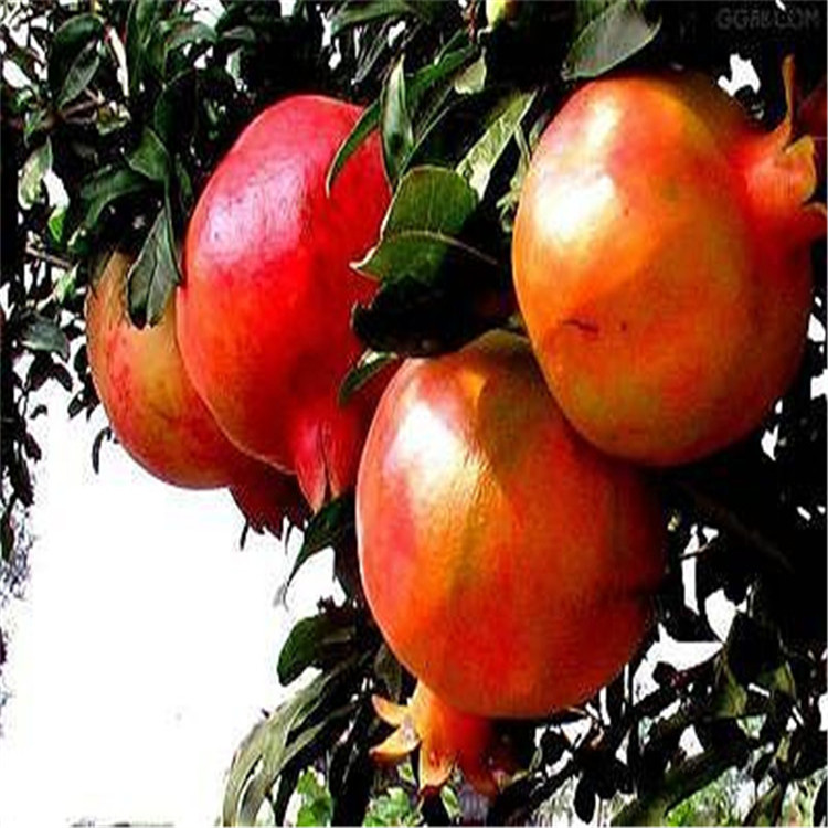 粗度3公分金葡萄苗 金葡萄樹苗種植技術(shù)