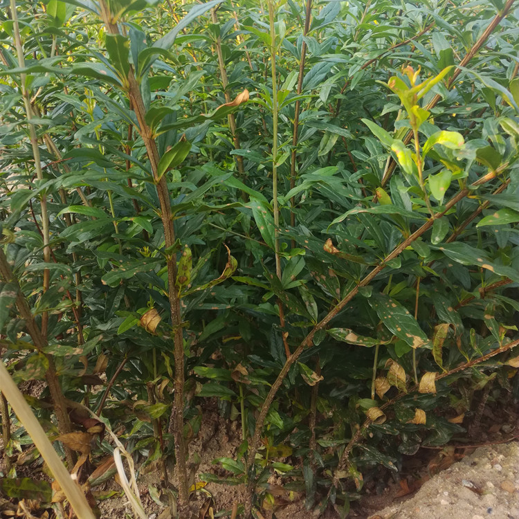 粗度3公分陽光玫瑰葡萄苗 陽光玫瑰葡萄樹苗種植基地