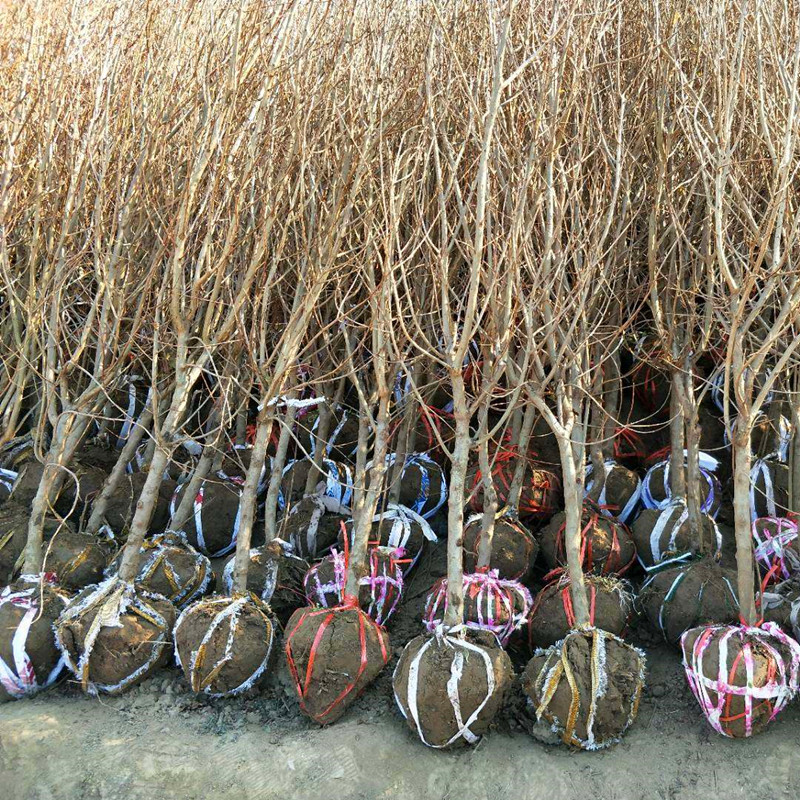 粗度3公分金葡萄苗 金葡萄樹苗種植技術(shù)