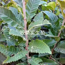 两公分粗泰山薄壳板栗苗泰山薄壳板栗树苗基地批发图片
