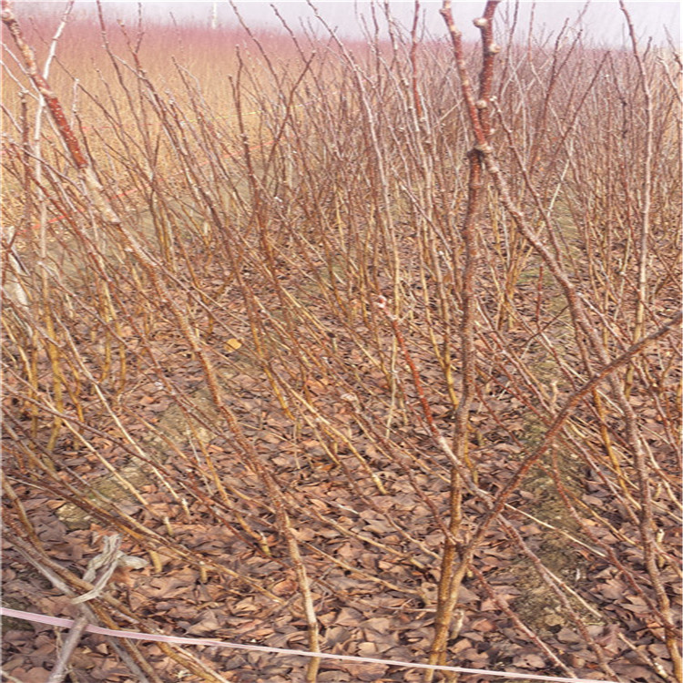 粗度2公分甜红子山楂苗 甜红子山楂树苗种植技术