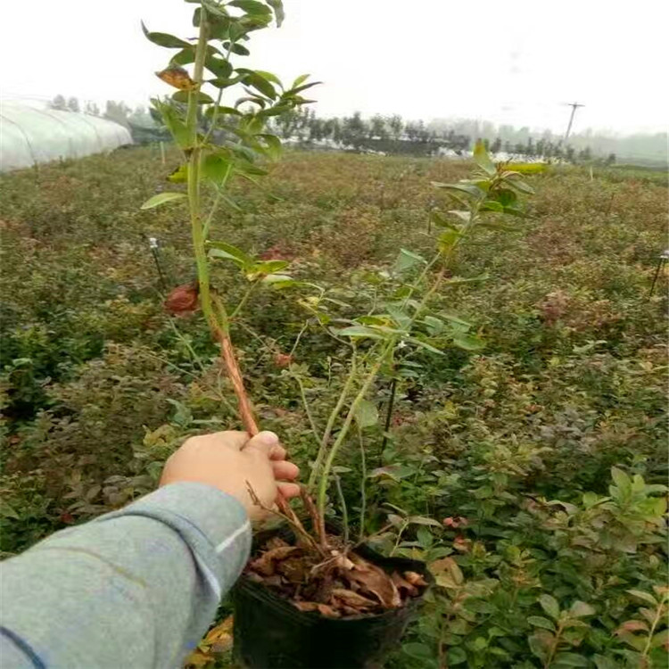 长期出售大果蓝金蓝莓苗 大果蓝金蓝莓树苗栽种季节