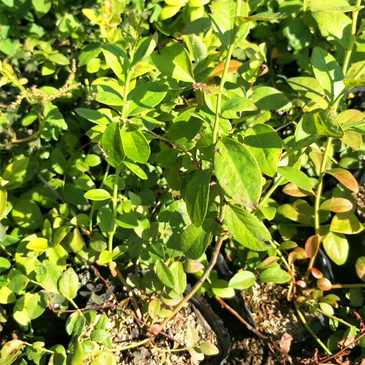 长期出售大果蓝金蓝莓苗 大果蓝金蓝莓树苗栽种季节