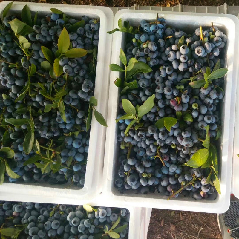 粗度1公分薄雾蓝莓苗 薄雾蓝莓树苗产品展示
