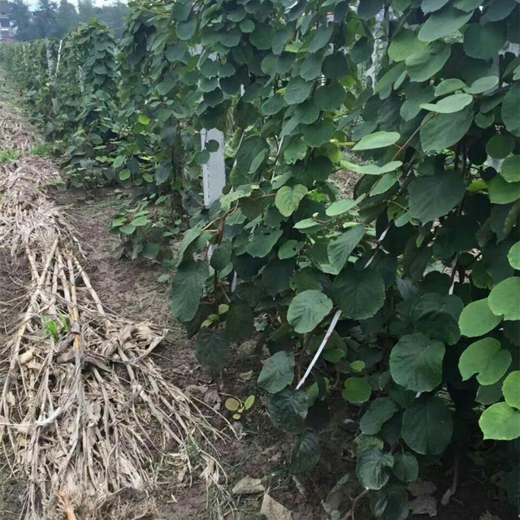 直径一公分红阳猕猴桃苗 红阳猕猴桃树苗种植基地