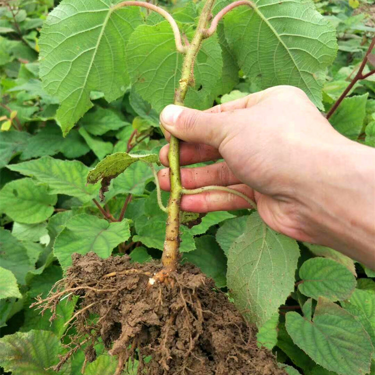 直径一公分红阳猕猴桃苗 红阳猕猴桃树苗种植基地