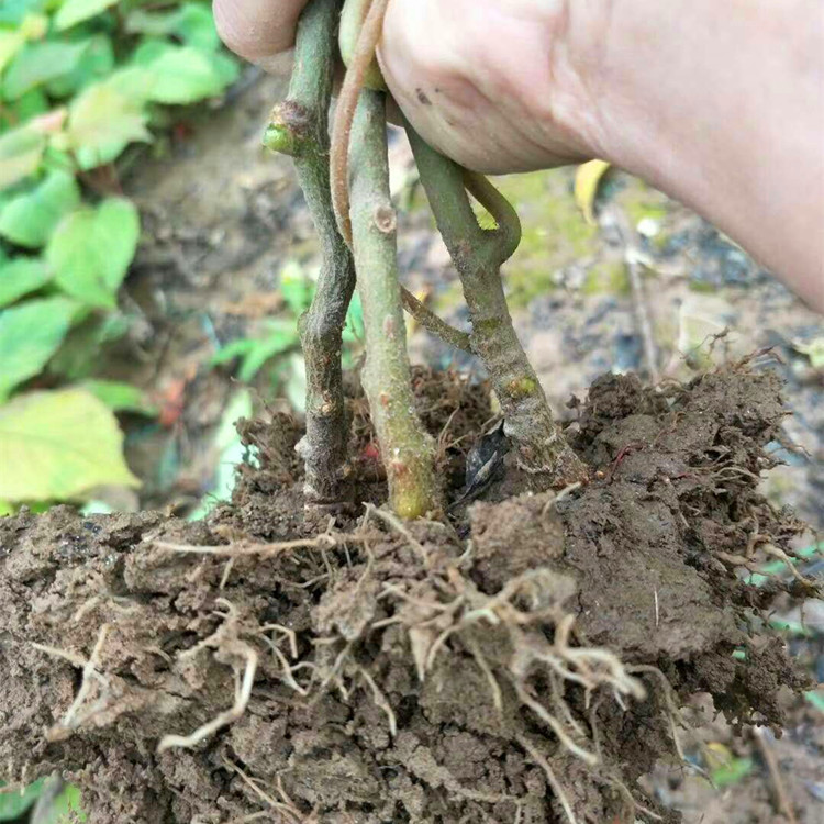 直径1公分海沃德猕猴桃苗 海沃德猕猴桃树苗种植